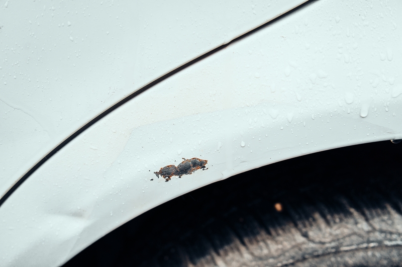 Rust spot on car fender